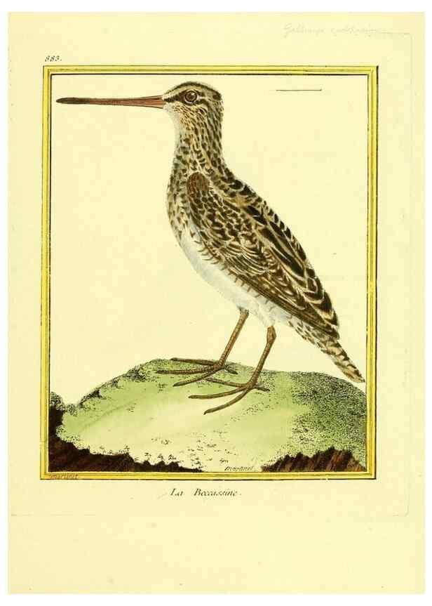 Reproducción/Reproduction 49639951583: Planches enluminées d'histoire naturelle. Paris? :s.n.,1765-1783?. 
