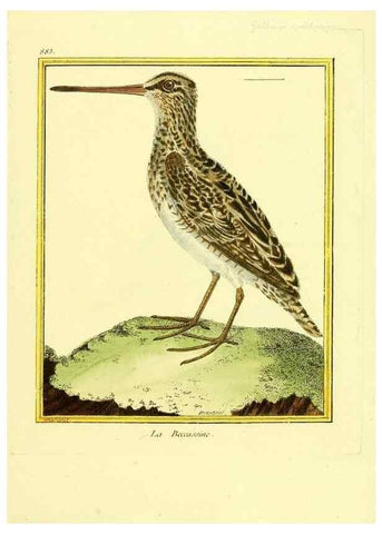 Reproducción/Reproduction 49639951583: Planches enluminées d'histoire naturelle. Paris? :s.n.,1765-1783?. 