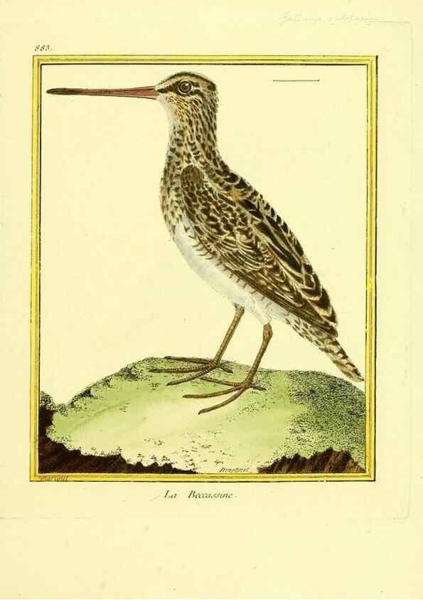 Reproducción/Reproduction 49639951583: Planches enluminées d'histoire naturelle. Paris? :s.n.,1765-1783?. 