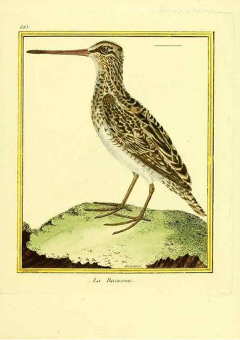 Reproducción/Reproduction 49639951583: Planches enluminées d'histoire naturelle. Paris? :s.n.,1765-1783?. 