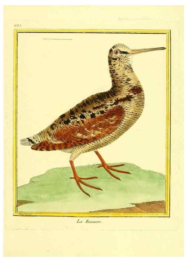 Reproducción/Reproduction 49640747867: Planches enluminées d'histoire naturelle. Paris? :s.n.,1765-1783?. 
