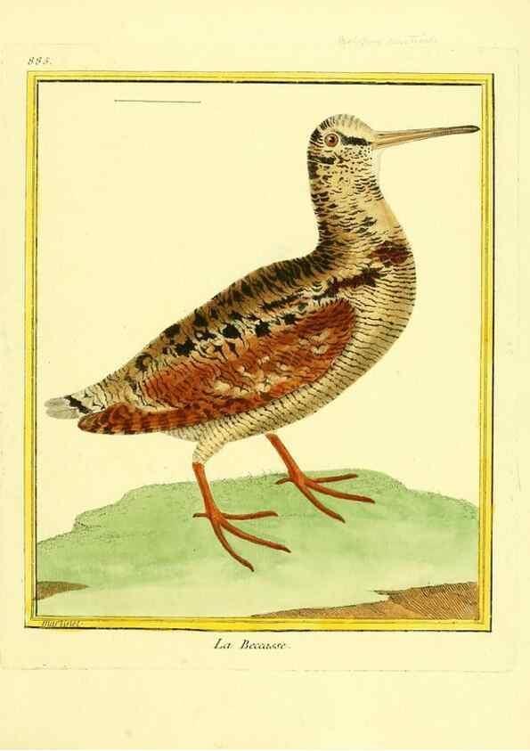 Reproducción/Reproduction 49640747867: Planches enluminées d'histoire naturelle. Paris? :s.n.,1765-1783?. 