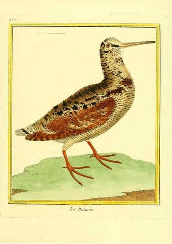 Reproducción/Reproduction 49640747867: Planches enluminées d'histoire naturelle. Paris? :s.n.,1765-1783?. 
