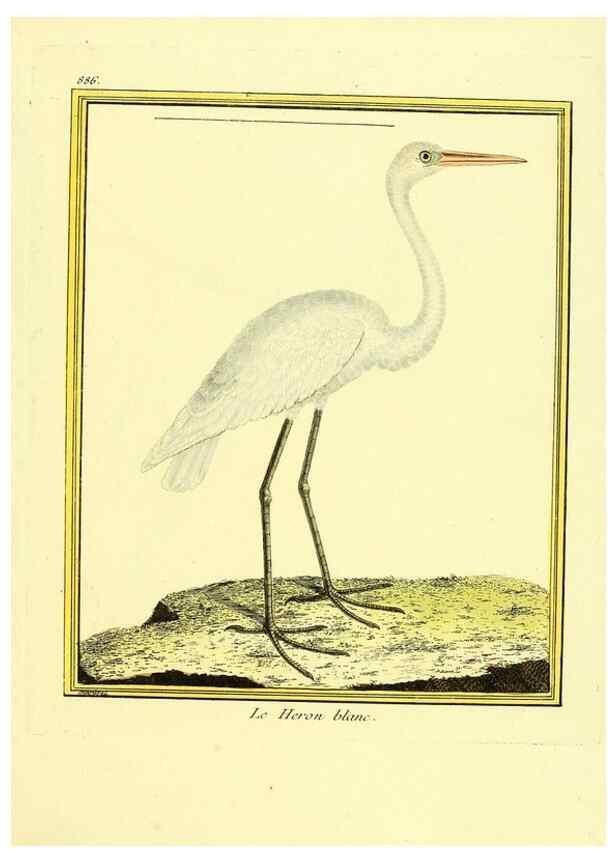 Reproducción/Reproduction 49639952533: Planches enluminées d'histoire naturelle. Paris? :s.n.,1765-1783?. 
