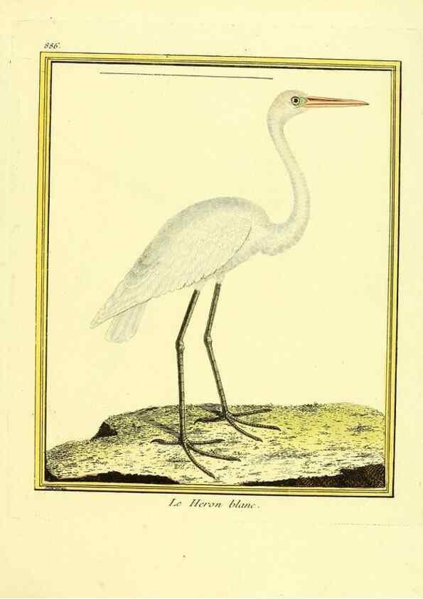 Reproducción/Reproduction 49639952533: Planches enluminées d'histoire naturelle. Paris? :s.n.,1765-1783?. 