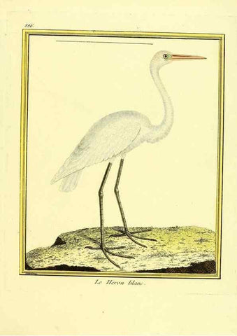 Reproducción/Reproduction 49639952533: Planches enluminées d'histoire naturelle. Paris? :s.n.,1765-1783?. 