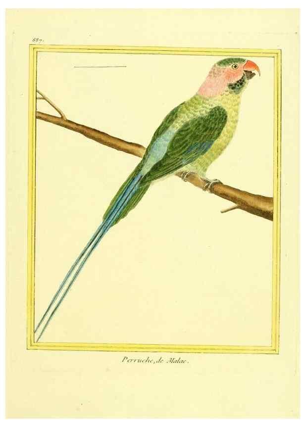 Reproducción/Reproduction 49640748477: Planches enluminées d'histoire naturelle. Paris? :s.n.,1765-1783?. 