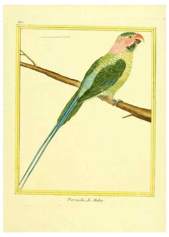 Reproducción/Reproduction 49640748477: Planches enluminées d'histoire naturelle. Paris? :s.n.,1765-1783?. 