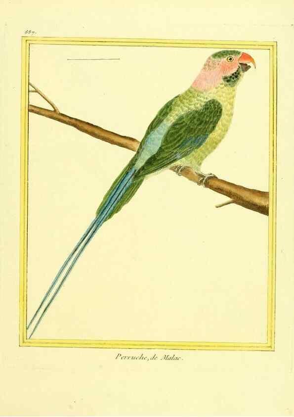 Reproducción/Reproduction 49640748477: Planches enluminées d'histoire naturelle. Paris? :s.n.,1765-1783?. 