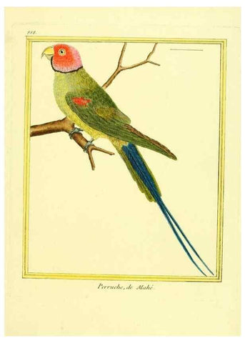 Reproducción/Reproduction 49640475991: Planches enluminées d'histoire naturelle. Paris? :s.n.,1765-1783?. 