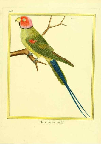 Reproducción/Reproduction 49640475991: Planches enluminées d'histoire naturelle. Paris? :s.n.,1765-1783?. 