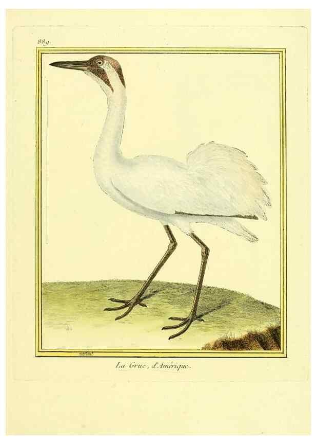 Reproducción/Reproduction 49639953483: Planches enluminées d'histoire naturelle. Paris? :s.n.,1765-1783?. 