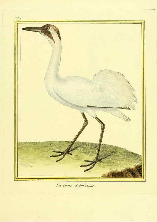 Reproducción/Reproduction 49639953483: Planches enluminées d'histoire naturelle. Paris? :s.n.,1765-1783?. 