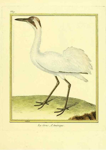 Reproducción/Reproduction 49639953483: Planches enluminées d'histoire naturelle. Paris? :s.n.,1765-1783?. 