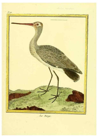 Reproducción/Reproduction 49640744107: Planches enluminées d'histoire naturelle. Paris? :s.n.,1765-1783?. 