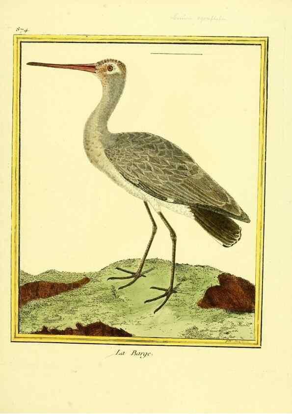 Reproducción/Reproduction 49640744107: Planches enluminées d'histoire naturelle. Paris? :s.n.,1765-1783?. 
