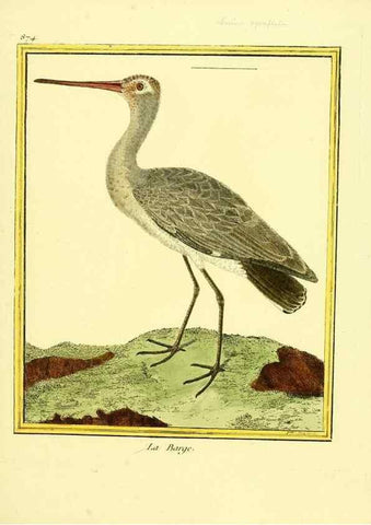 Reproducción/Reproduction 49640744107: Planches enluminées d'histoire naturelle. Paris? :s.n.,1765-1783?. 