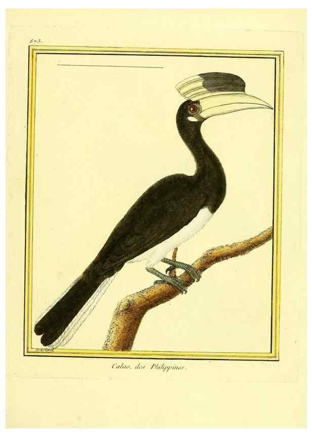 Reproducción/Reproduction 49640471351: Planches enluminées d'histoire naturelle. Paris? :s.n.,1765-1783?. 