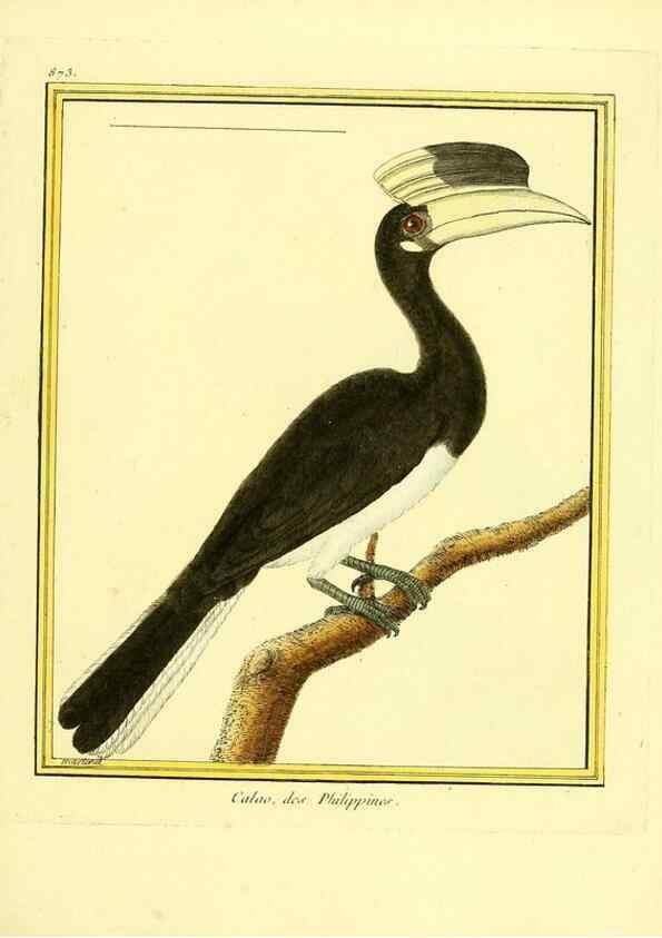 Reproducción/Reproduction 49640471351: Planches enluminées d'histoire naturelle. Paris? :s.n.,1765-1783?. 