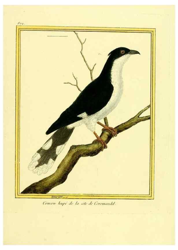 Reproducción/Reproduction 49639948028: Planches enluminées d'histoire naturelle. Paris? :s.n.,1765-1783?. 