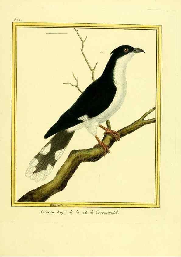 Reproducción/Reproduction 49639948028: Planches enluminées d'histoire naturelle. Paris? :s.n.,1765-1783?. 