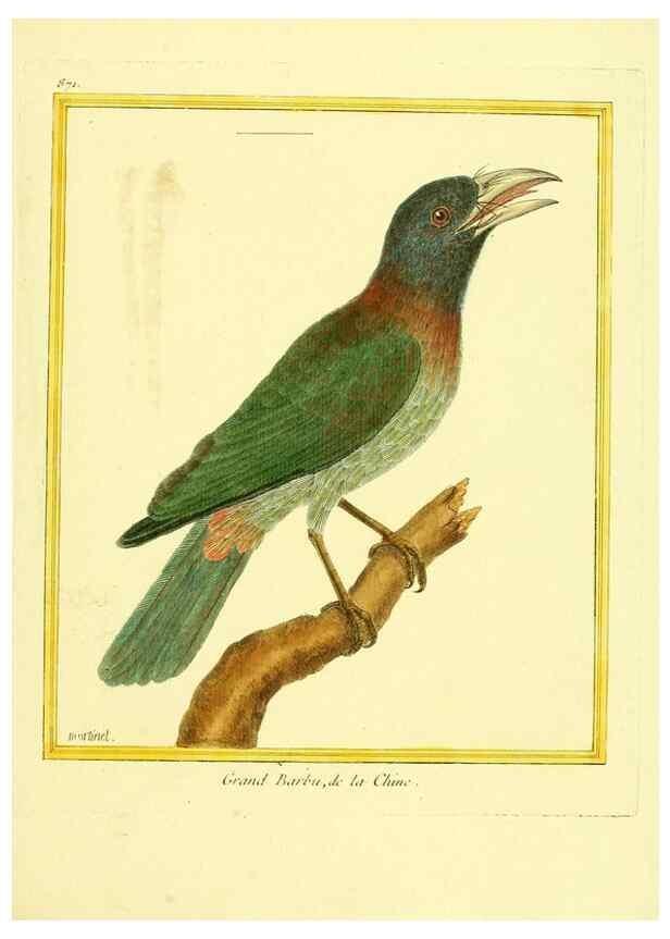 Reproducción/Reproduction 49639947733: Planches enluminées d'histoire naturelle. Paris? :s.n.,1765-1783?. 