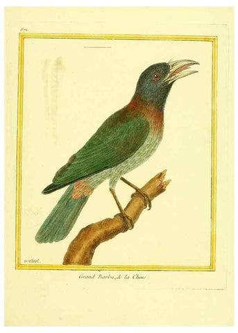 Reproducción/Reproduction 49639947733: Planches enluminées d'histoire naturelle. Paris? :s.n.,1765-1783?. 