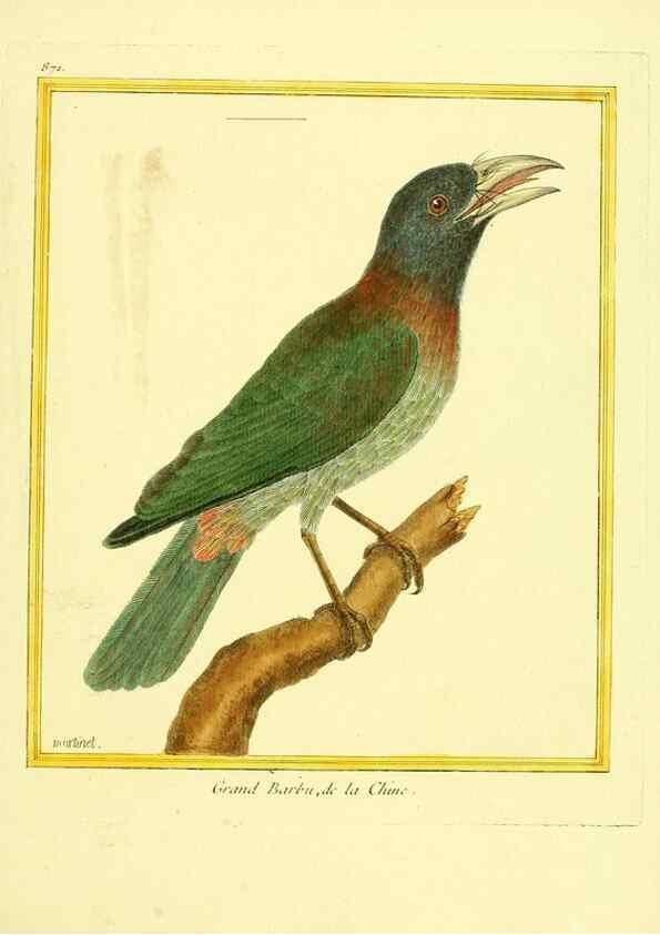 Reproducción/Reproduction 49639947733: Planches enluminées d'histoire naturelle. Paris? :s.n.,1765-1783?. 
