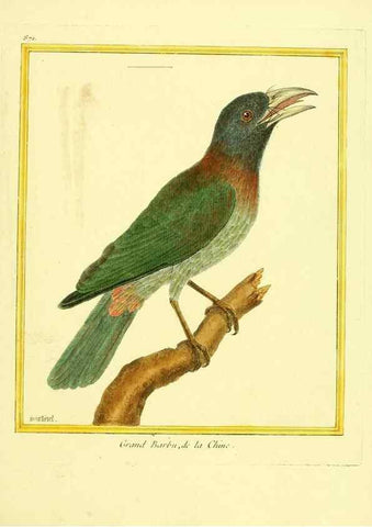 Reproducción/Reproduction 49639947733: Planches enluminées d'histoire naturelle. Paris? :s.n.,1765-1783?. 