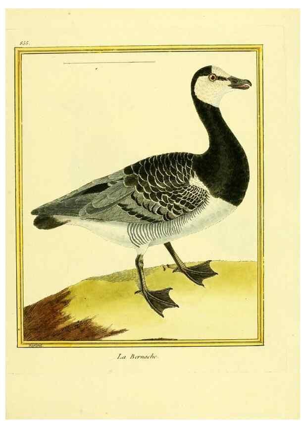 Reproducción/Reproduction 49640738072: Planches enluminées d'histoire naturelle. Paris? :s.n.,1765-1783?. 
