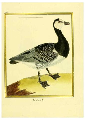 Reproducción/Reproduction 49640738072: Planches enluminées d'histoire naturelle. Paris? :s.n.,1765-1783?. 