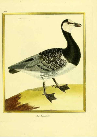 Reproducción/Reproduction 49640738072: Planches enluminées d'histoire naturelle. Paris? :s.n.,1765-1783?. 