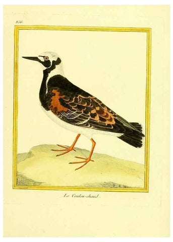Reproducción/Reproduction 49640738412: Planches enluminées d'histoire naturelle. Paris? :s.n.,1765-1783?. 