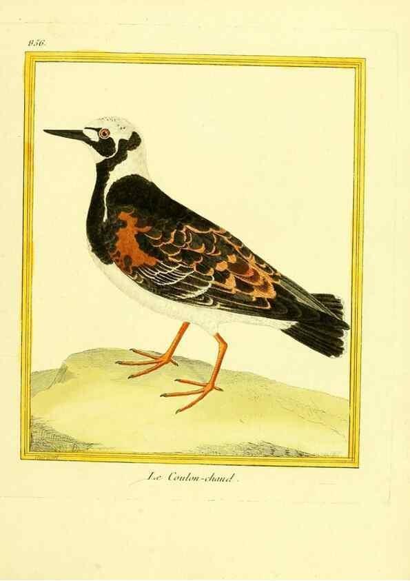 Reproducción/Reproduction 49640738412: Planches enluminées d'histoire naturelle. Paris? :s.n.,1765-1783?. 