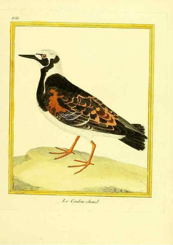 Reproducción/Reproduction 49640738412: Planches enluminées d'histoire naturelle. Paris? :s.n.,1765-1783?. 