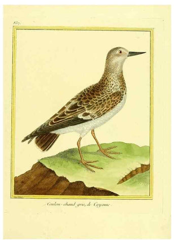 Reproducción/Reproduction 49639942983: Planches enluminées d'histoire naturelle. Paris? :s.n.,1765-1783?. 