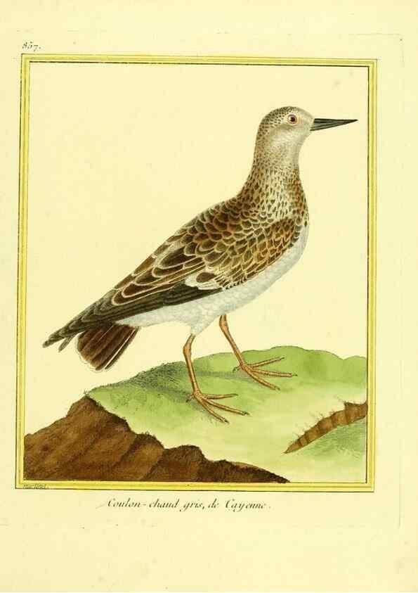 Reproducción/Reproduction 49639942983: Planches enluminées d'histoire naturelle. Paris? :s.n.,1765-1783?. 
