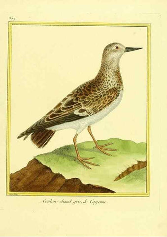 Reproducción/Reproduction 49639942983: Planches enluminées d'histoire naturelle. Paris? :s.n.,1765-1783?. 