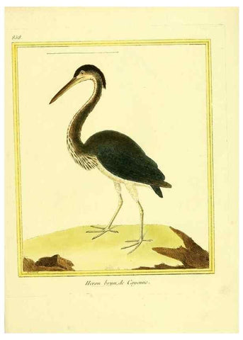 Reproducción/Reproduction 49639943308: Planches enluminées d'histoire naturelle. Paris? :s.n.,1765-1783?. 