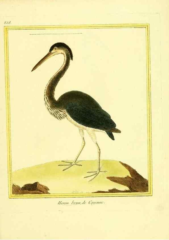 Reproducción/Reproduction 49639943308: Planches enluminées d'histoire naturelle. Paris? :s.n.,1765-1783?. 