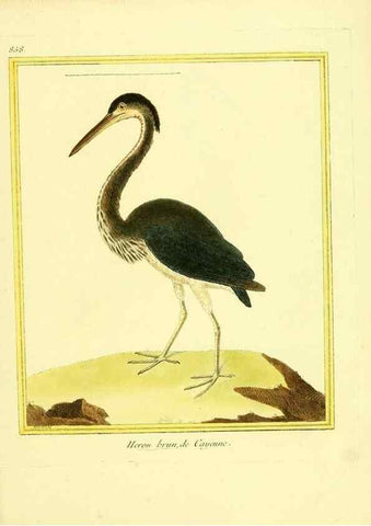 Reproducción/Reproduction 49639943308: Planches enluminées d'histoire naturelle. Paris? :s.n.,1765-1783?. 