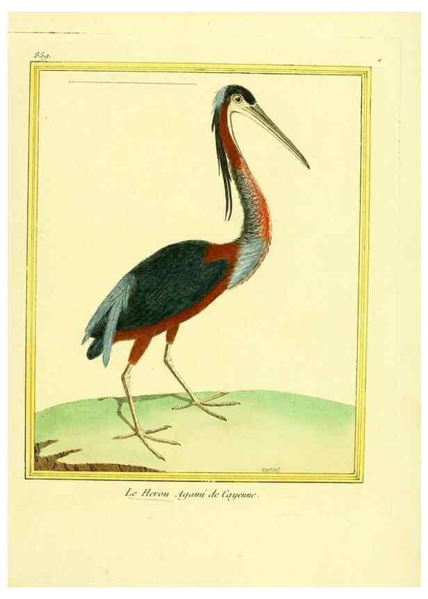 Reproducción/Reproduction 49640466921: Planches enluminées d'histoire naturelle. Paris? :s.n.,1765-1783?. 