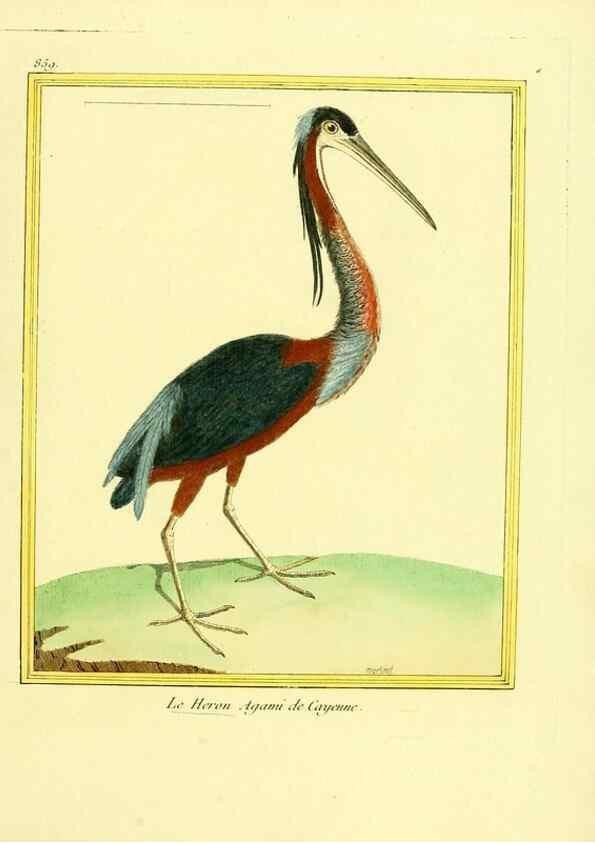 Reproducción/Reproduction 49640466921: Planches enluminées d'histoire naturelle. Paris? :s.n.,1765-1783?. 