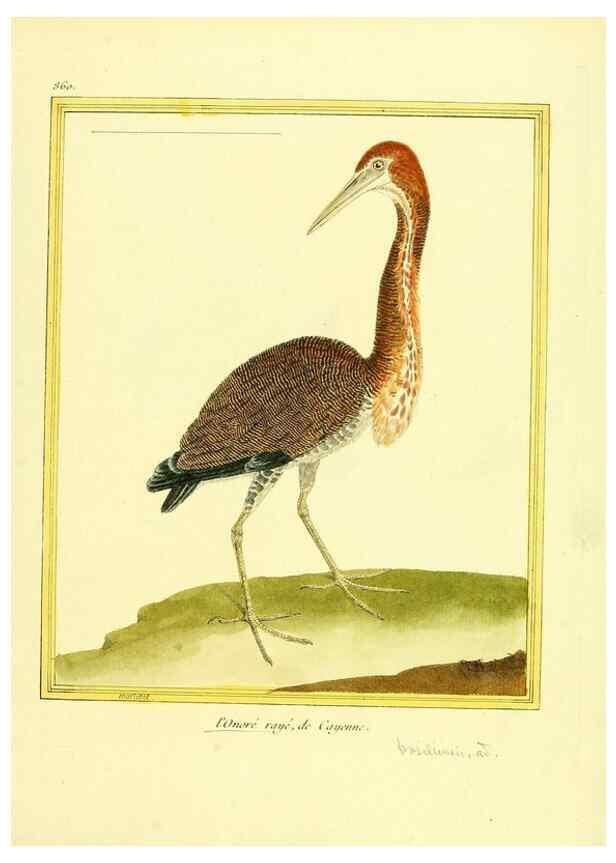 Reproducción/Reproduction 49640739462: Planches enluminées d'histoire naturelle. Paris? :s.n.,1765-1783?. 