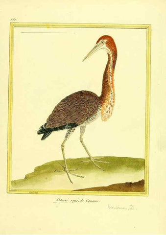 Reproducción/Reproduction 49640739462: Planches enluminées d'histoire naturelle. Paris? :s.n.,1765-1783?. 