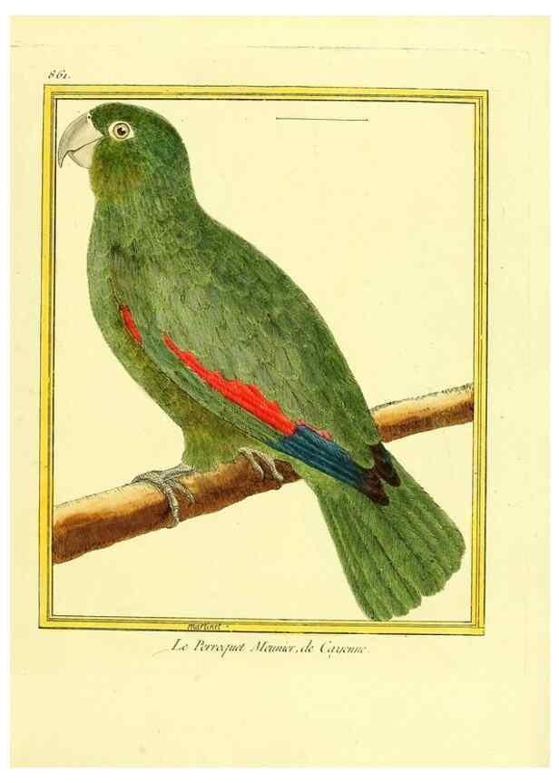 Reproducción/Reproduction 49640739822: Planches enluminées d'histoire naturelle. Paris? :s.n.,1765-1783?. 