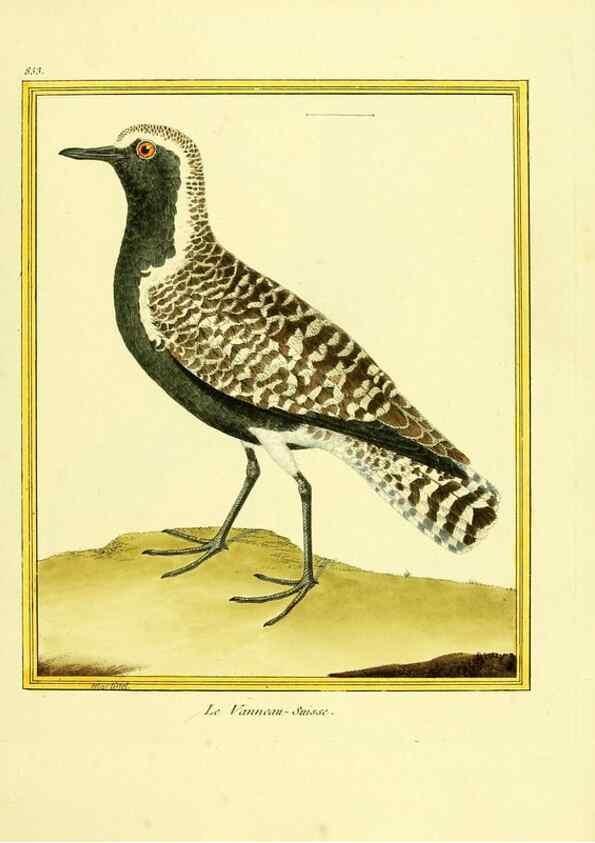Reproducción/Reproduction 49639941778: Planches enluminées d'histoire naturelle. Paris? :s.n.,1765-1783?. 
