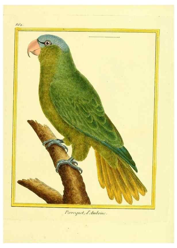 Reproducción/Reproduction 49639944613: Planches enluminées d'histoire naturelle. Paris? :s.n.,1765-1783?. 