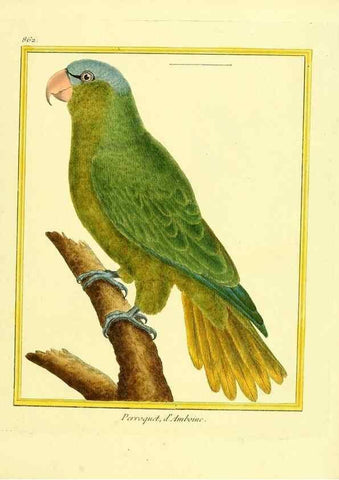 Reproducción/Reproduction 49639944613: Planches enluminées d'histoire naturelle. Paris? :s.n.,1765-1783?. 