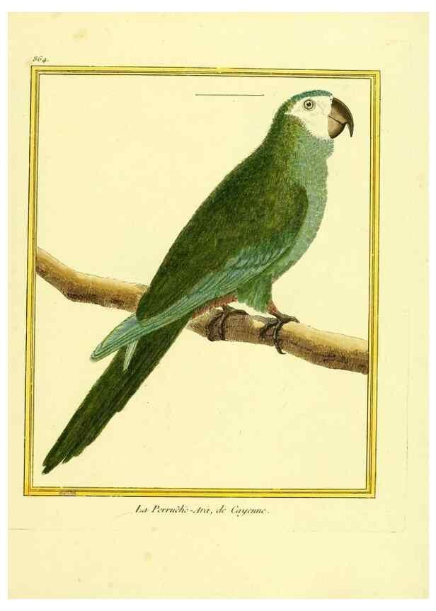 Reproducción/Reproduction 49640468461: Planches enluminées d'histoire naturelle. Paris? :s.n.,1765-1783?. 